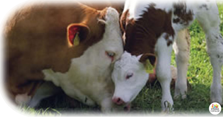 Lapte matern sau lapte de vaca - Afla ce trebuie sa alegi pentru copil